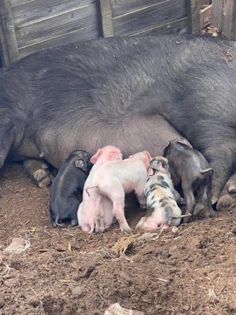 Image 3 of Piglets available 27th July onwards 14 left now
