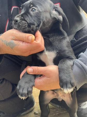 Image 4 of Cane Corso cross puppies . Mix litter