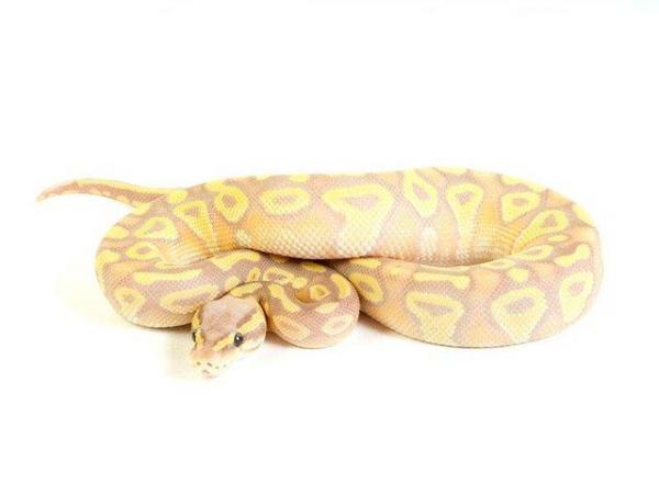 Image 16 of ALL STOCKED SNAKES HERE AT WARRINGTON PETS & EXOTICS