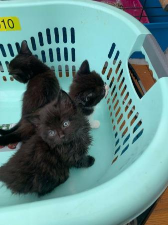 Image 5 of Fluffy maine coon cross siamese kittens