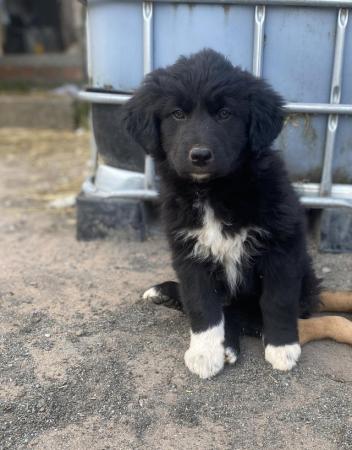 Image 1 of A lovely litter of collie puppies****one Left****