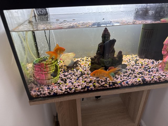 Year old gold fish and black moor (4) 