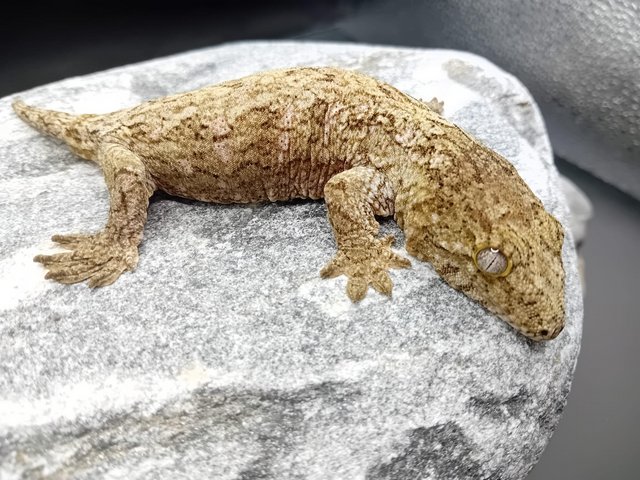 Preview of the first image of Leachianus Gecko CB 23 Moro x Pine Isle ready for homing.