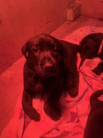 Image 6 of Labrador pups ready to leave