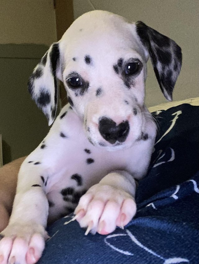 Preview of the first image of Dalmatian puppies ready to leave next week.