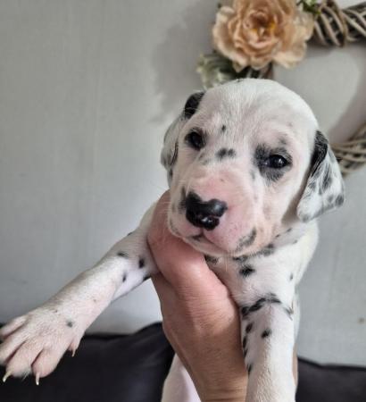 Image 12 of Kc registered dalmatian puppies
