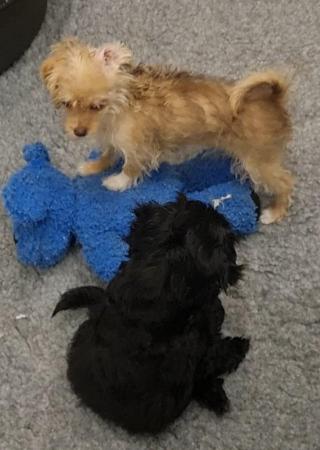 Image 16 of Poodle x chihuahua. TWO PUPPIES LEFT **FULLY VACCINATED**