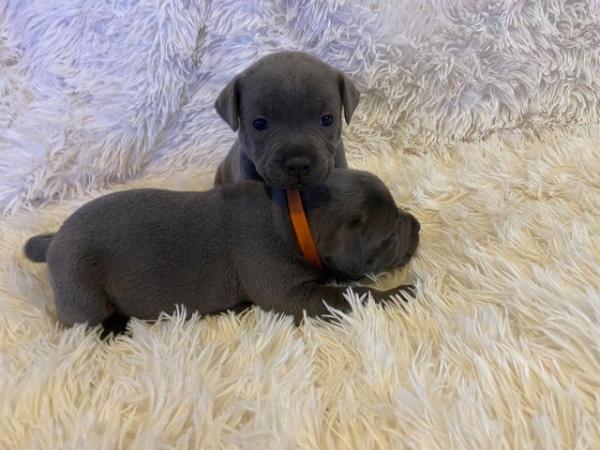 Image 6 of Champion blue Staffordshire bull terrier puppies