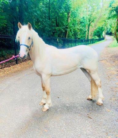 Image 1 of Beautiful palomino welsh Section A for part loan