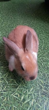Image 10 of Very beautiful young rabbit in Glasgow (Thornliebank)