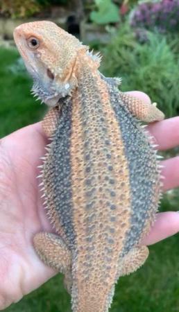 Image 3 of Licensed Breeder Top Bearded Dragon Morphs in Castle Cary