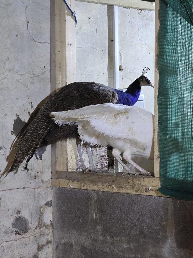 Preview of the first image of peacocks 2023 hatch, white, blue, white eye.