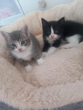 Image 9 of 2 male and 1 female fluffy kittens for sale