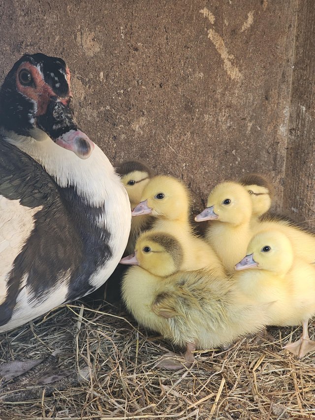 Preview of the first image of Muscovy duck and ducklings.