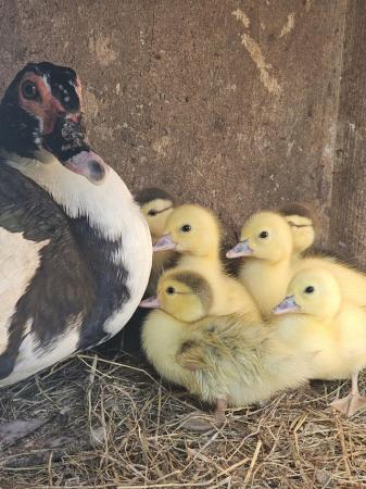 Image 1 of Muscovy duck and ducklings
