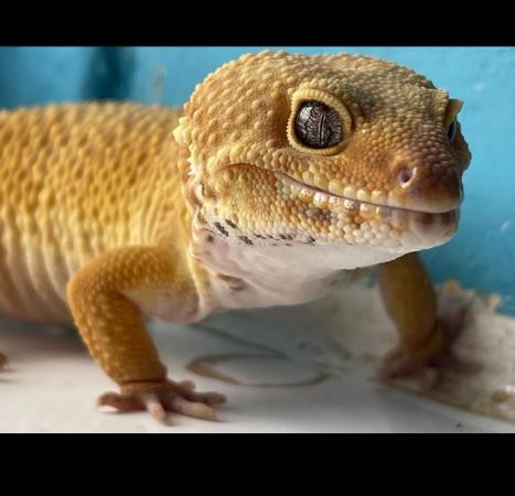 Image 5 of Male leopard gecko for sale