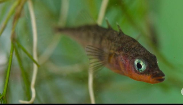 Preview of the first image of Stickleback fish for pond or tank.