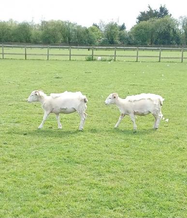 Image 1 of Wiltshire Horn Ewes. Shearlings and ewes with lambs.