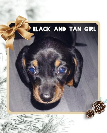 Miniature dachshund girl for sale in Bolton, Greater Manchester - Image 2