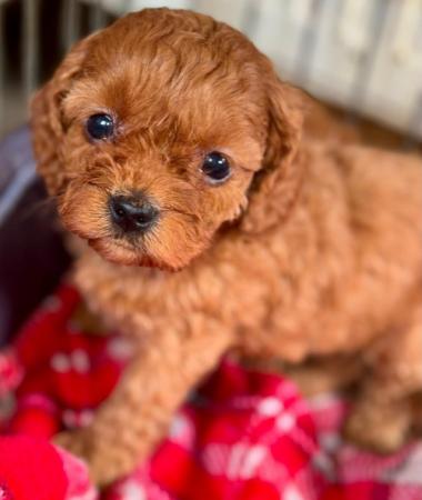Image 4 of Perfect cavapoo puppies looking 4 new homes