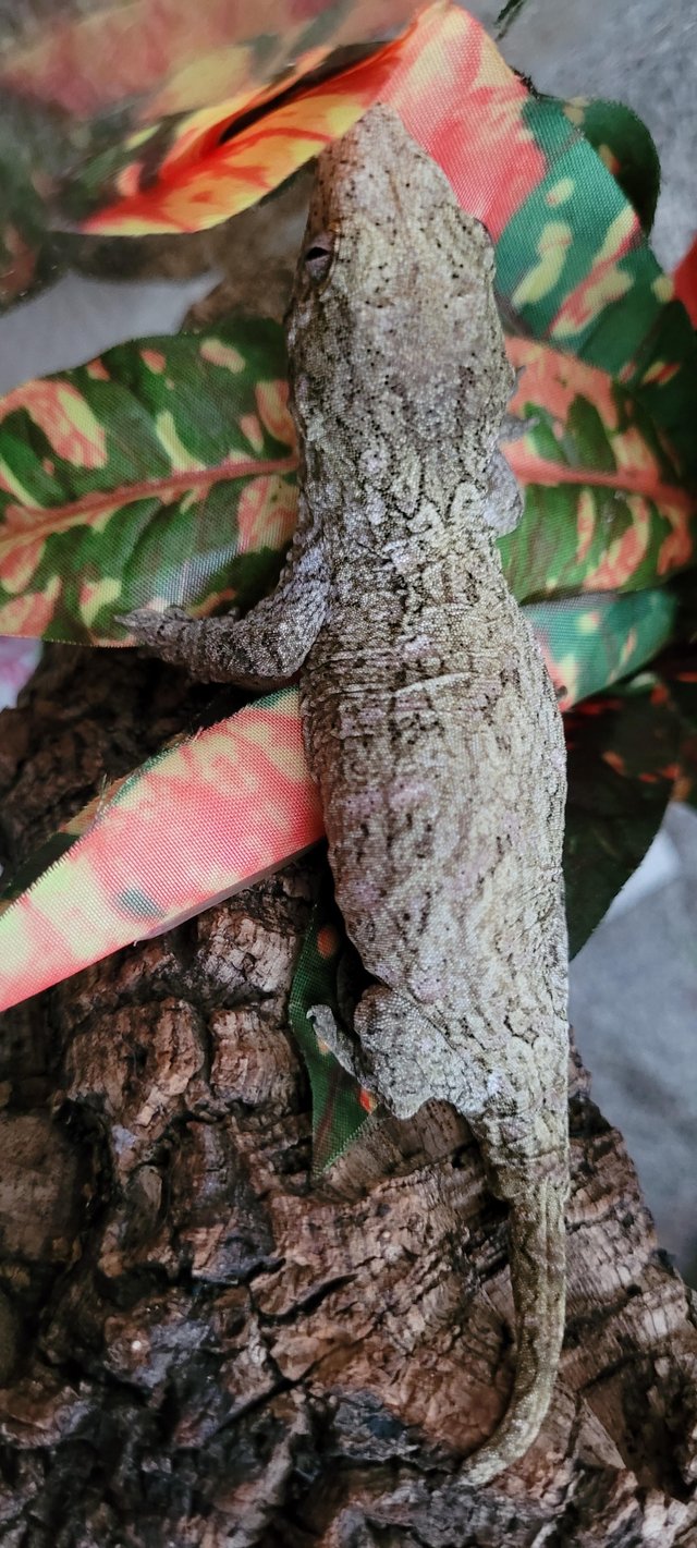 Preview of the first image of Lovely FemaleLeachianus geckoCB 11/23 Moro x Pine Isle.