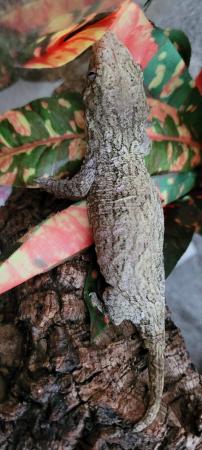 Image 3 of Leachianus gecko female CB Nov 23 Moro x Pine island