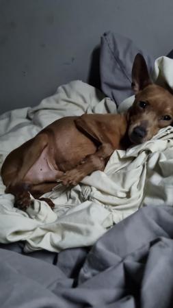 Image 3 of Miniature pinscher in need of a new home
