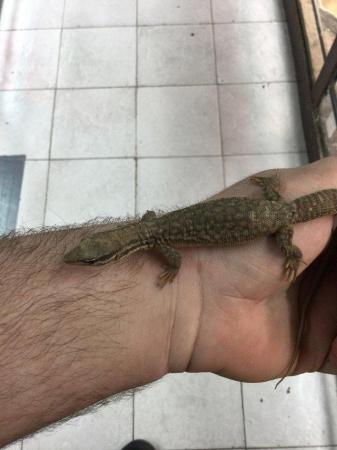 Image 3 of Baby ackie monitors £100 each…