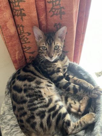 Image 1 of Two bengal boys for sale