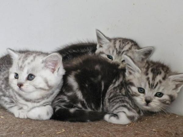 Image 3 of British Short Hair Kittens