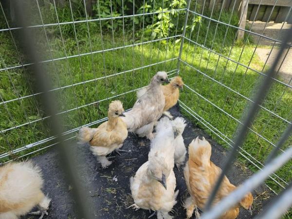 Image 8 of USA silkie& UK silkie Growers