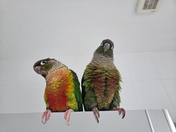 Image 11 of Green Cheek Conures Max & Rosie