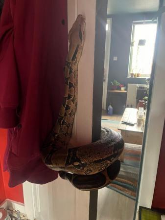 Image 3 of Approx 4 year old 7ft Boa