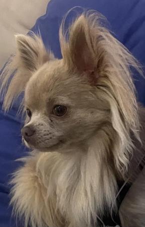 Image 3 of Long haired Chihuahua (STUD ONLY)