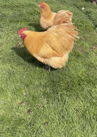 Image 2 of Pure Bred Buff Orpington Pair