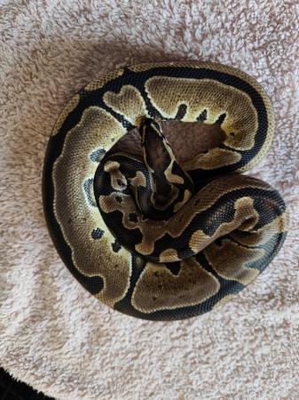 Image 5 of Ball python hatchlings and more