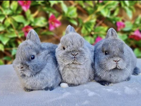 Image 10 of Netherland Dwarf Bunnies for Sale.