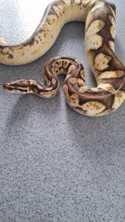 Image 2 of royal python ( super pastel, enchi, fire, calico)
