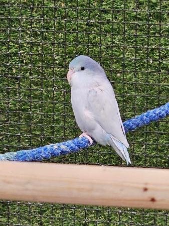 Image 3 of Stunning parrotlets available male and female