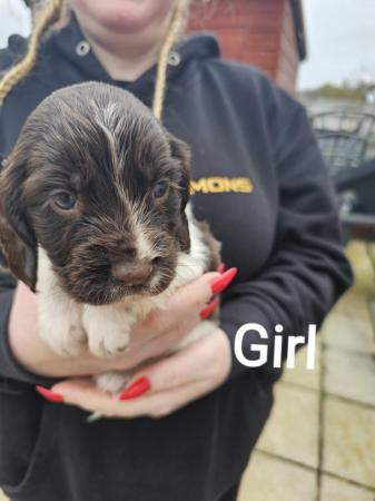 Image 13 of Sprocker puppies for sale 1 boys 3 girls left