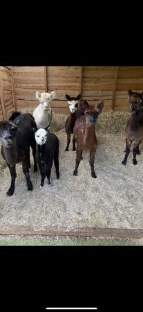 Image 2 of Small herd of registered alpacas