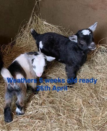 Image 3 of Pygmy weathers goats and nannies looking for new homes