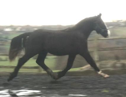 Image 1 of Shire x Cob x Irish Draught rising 2 standing at 15:2hh now