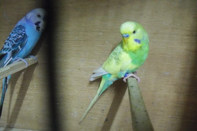 Image 1 of Two Adult Male Budgies Lovely Birds