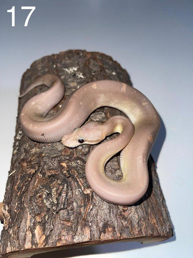 Preview of the first image of Super Cinnamon Banana 50% Het Clown Royal Python.