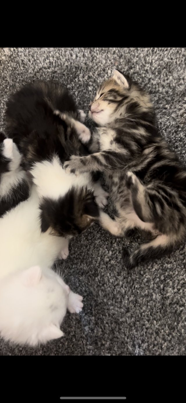 Preview of the first image of Kittens.. 2 females -2 males.