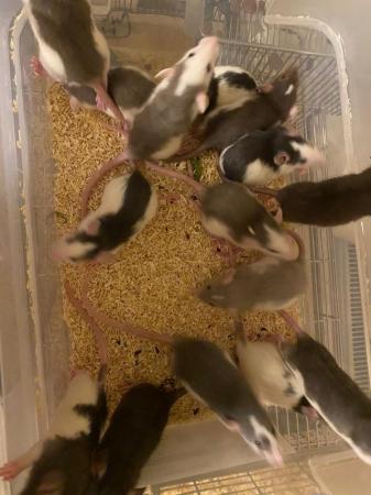 Image 1 of 8 week old dumbo rats for sale