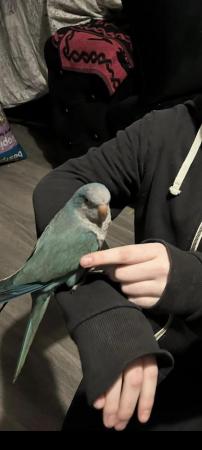 Image 1 of HAND TAME QUAKER PARROKEETS GREEN AND BLUE WITH