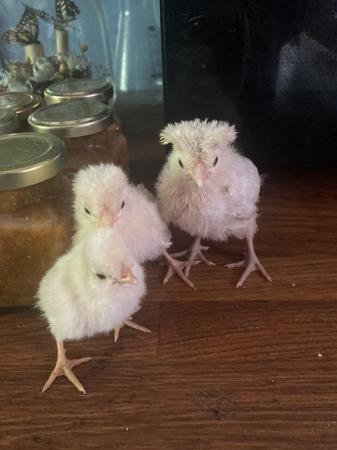 Image 2 of Polish Frizzle Bantam Chicks