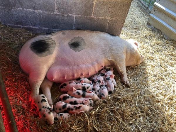Image 2 of Weaners for sale GOS x Pietrain